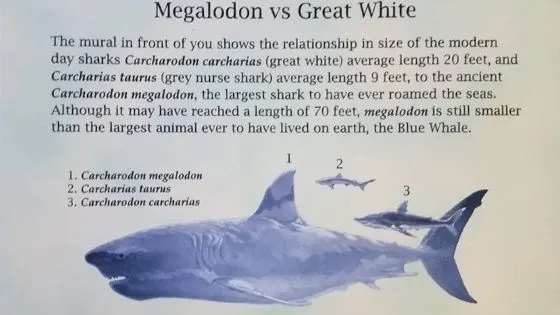 Educational Thanksgiving Point Activities and Events 13 Great White Shark vs Megladon prehistoric giant shark at Museum of Ancient Life at Thanksgiving Point in Lehi, UT