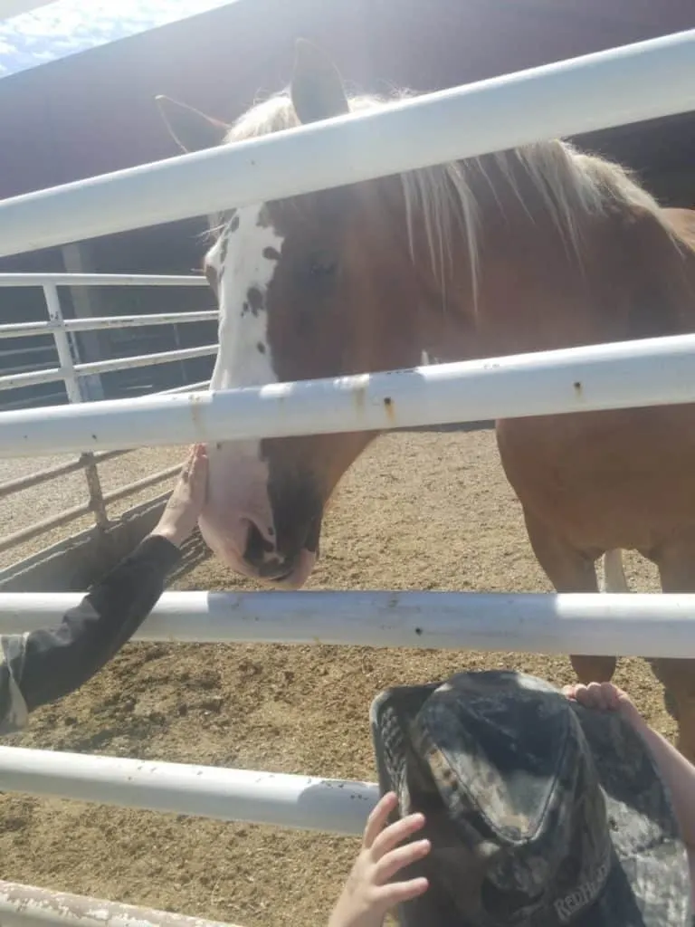 Educational Thanksgiving Point Activities and Events 21 Kids petting horses at Farm Country at Thanksgiving Point in Lehi, UT