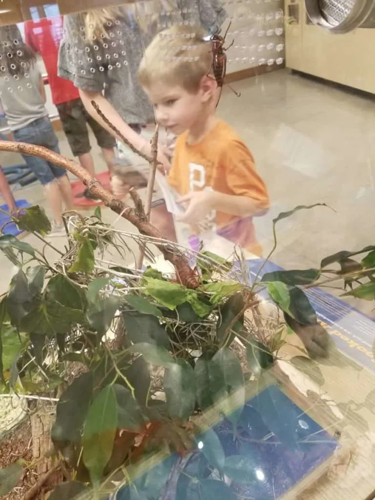 Educational Thanksgiving Point Activities and Events 15 Mormon Cricket at bug zoo inside Butterfly Biosphere at Thanksgiving Point in Lehi, UT