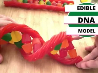 edible DNA model made from candy licorice and DOTS
