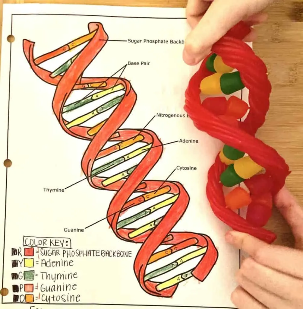 How to Make an Edible DNA Model Project From Candy  STEM Fun Throughout Dna The Double Helix Worksheet