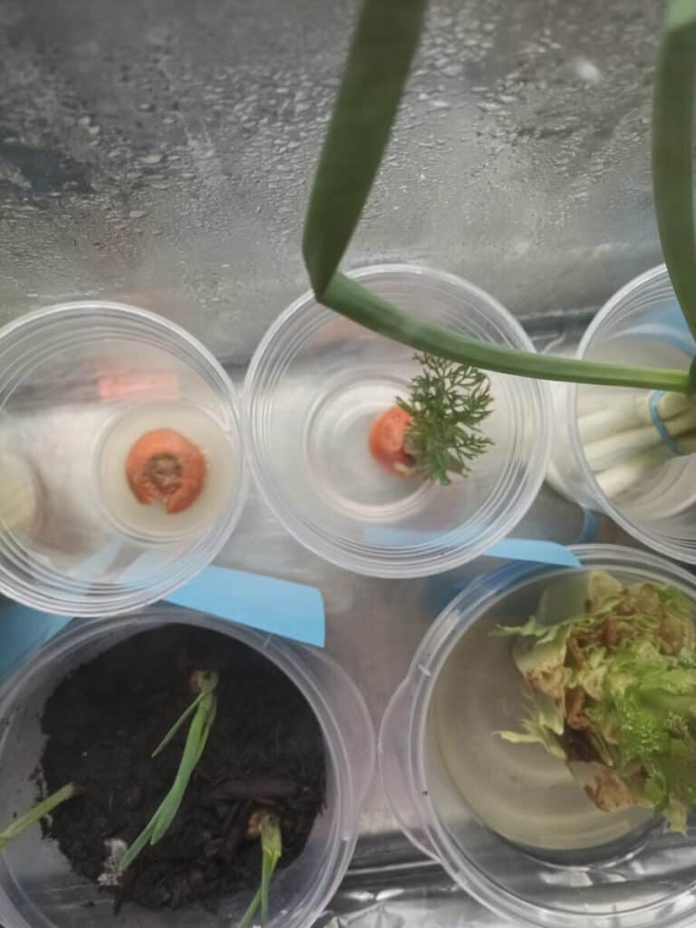 Regrowing food such as carrots, garlic, and green onions