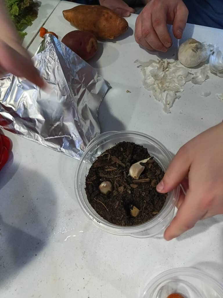 planting and regrowing garlic cloves