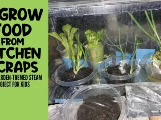 regrowing food from kitchen scraps in an old fish tank. Lettuce, green onions, celery, and more