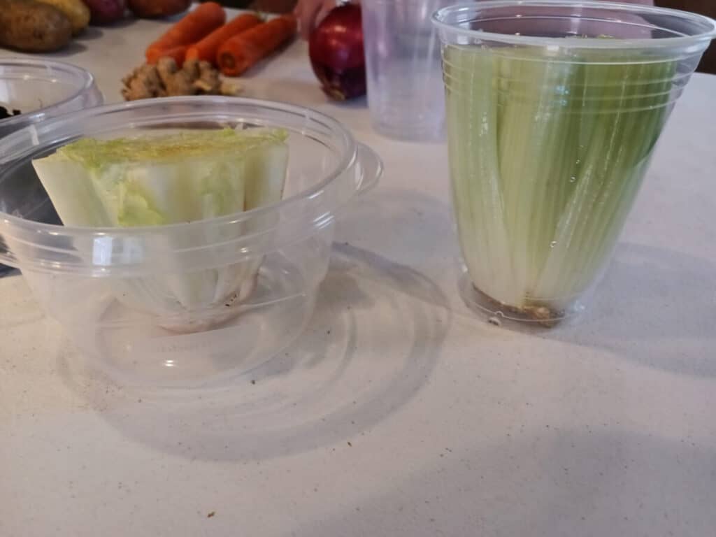 preparing to regrow lettuce and celery by placing cut off pieces in cups of water