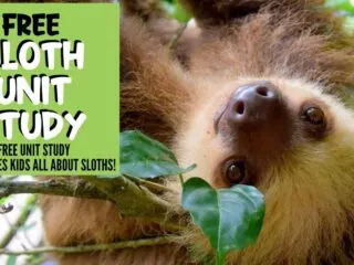 cute sloth hanging in a tree for a free sloth unit study