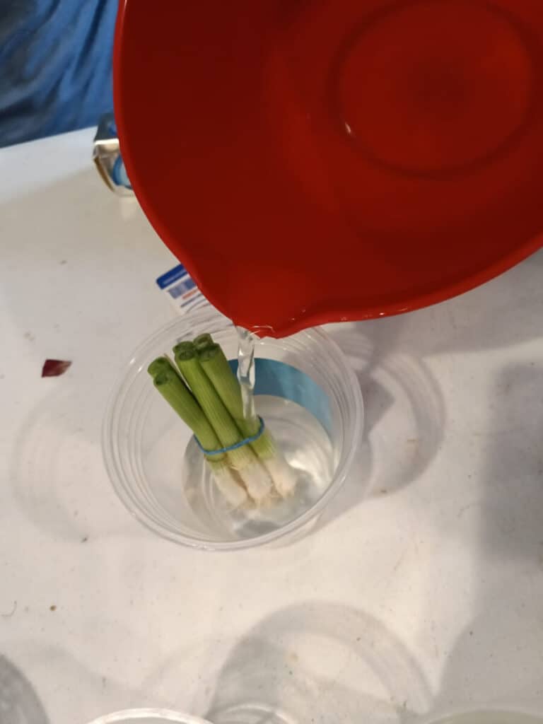 watering a cup full of green onions to regrow food from kitchen scraps