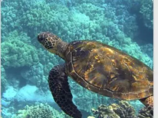sea turtle unit study with a sea turtle swimming under the ocean