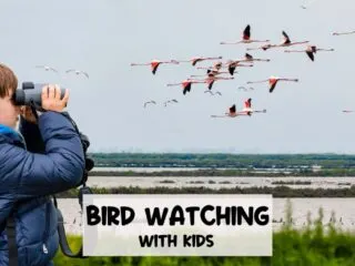 little boy with binoculars doing some bird watching with kids