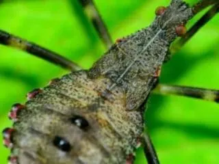 cropped-assassin-bug.jpg