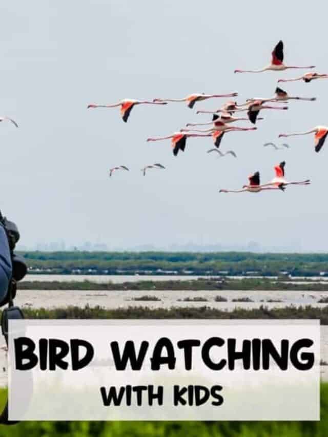 Bird Watching with Kids | Free Bird Watching Journal Story