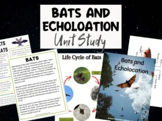 Preview of the Bats and Echolocation unit study