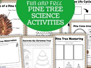 preview of the 6 page free printable pine tree science investigation activity pack