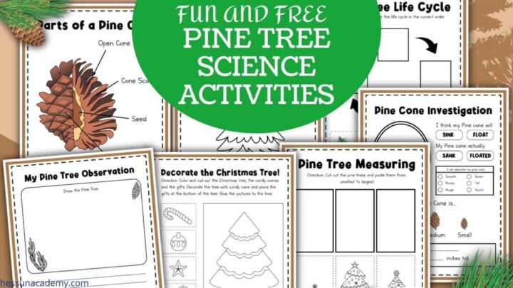 Pine Tree Science Activities For Kids - Hess UnAcademy