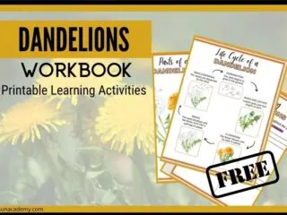 preview of the Dandelion workbook