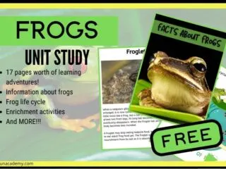 picture of a green frog as a preview for a free frog unit study