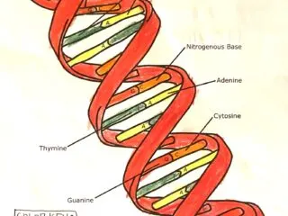 free printable DNA double helix worksheet colored in