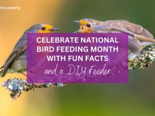 bird fun facts and diy feeder