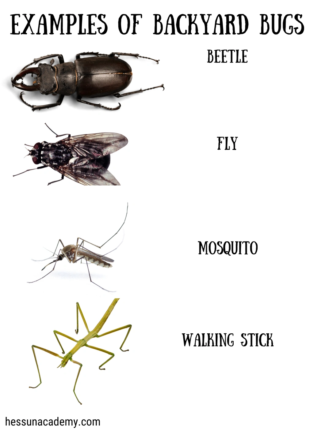 Backyard Bug Identification Journal for Kids 4 Backyard Bug Identification Journal for Kids - Image 4