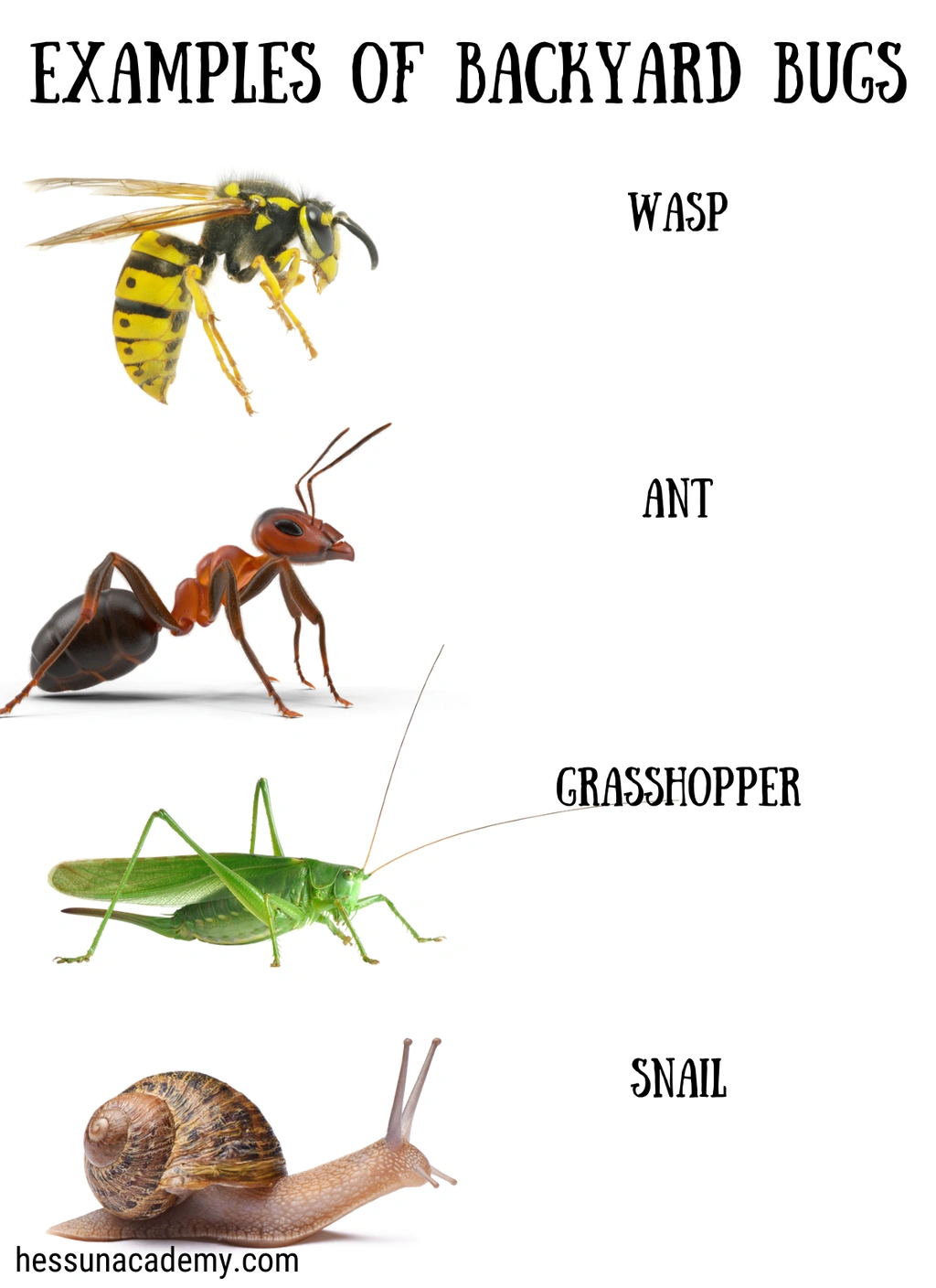 Backyard Bug Identification Journal for Kids 2 Backyard Bug Identification Journal for Kids - Image 2