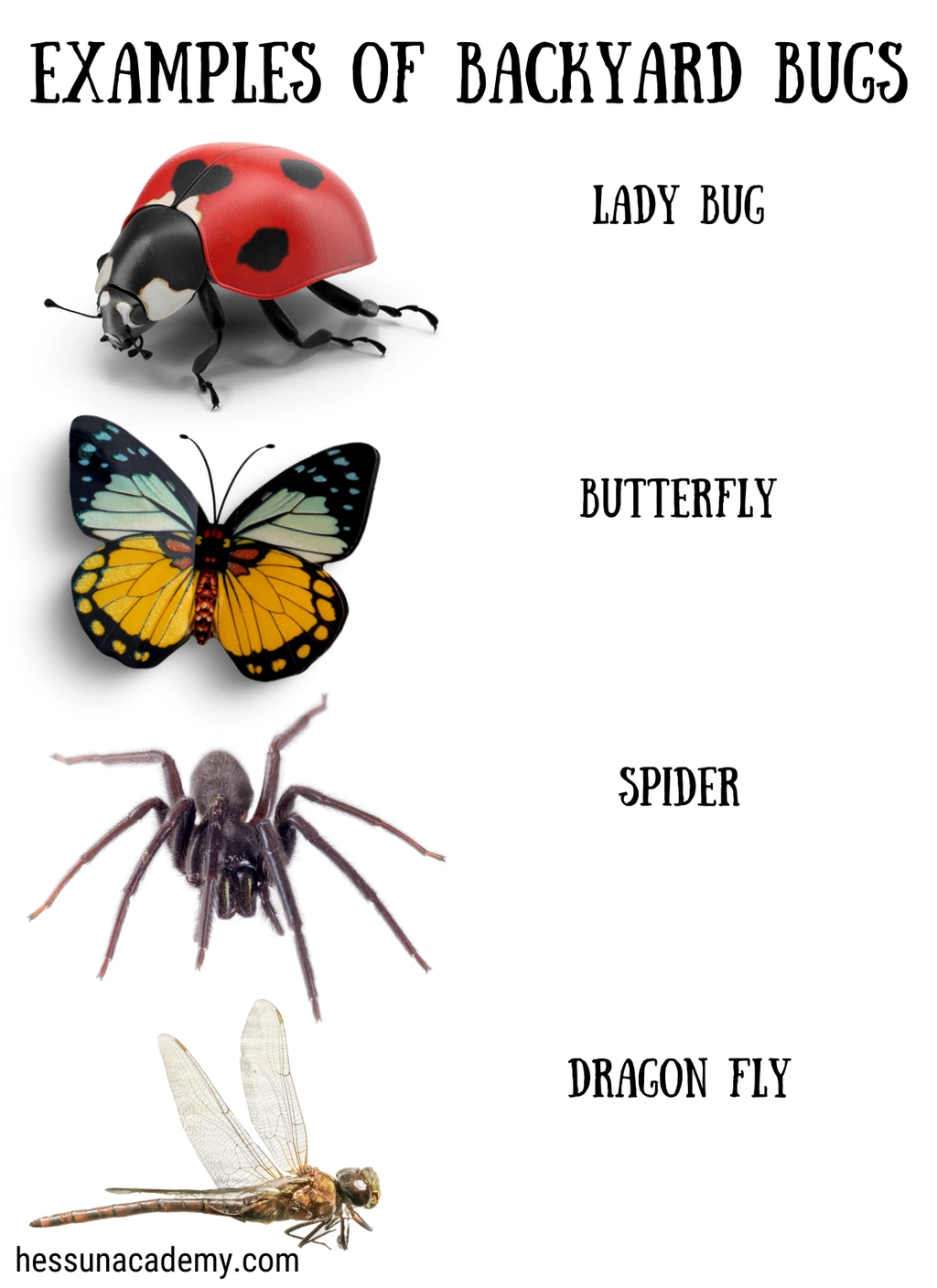Backyard Bug Identification Journal for Kids 3 Backyard Bug Identification Journal for Kids - Image 3
