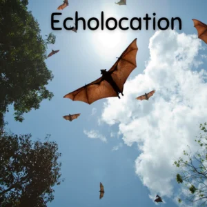 Bats and Echolocation Unit Study