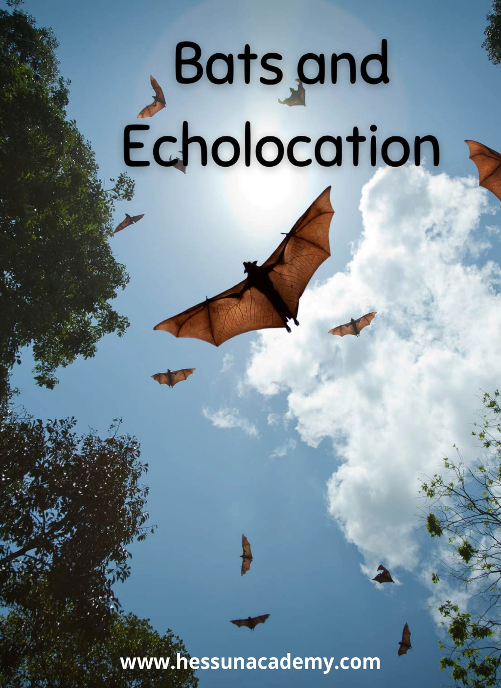 Bats and Echolocation Unit Study