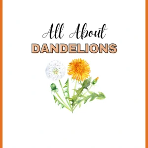 Dandelion Workbook