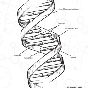 DNA Double Helix Worksheets