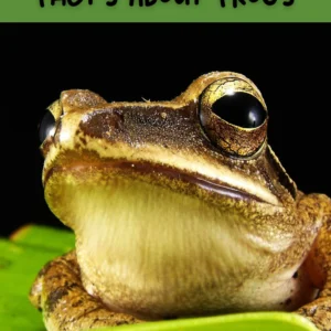 Frog Mini Study