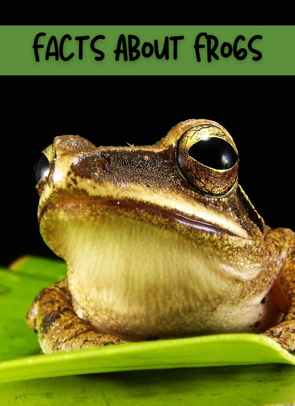 Frog Mini Study 1 Frog Mini Study