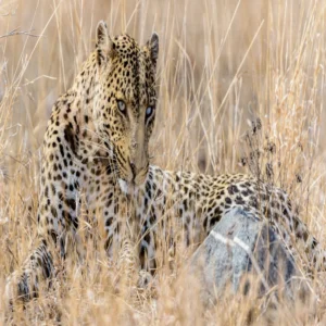Herbivores, Omnivores, and Carnivores Unit Study