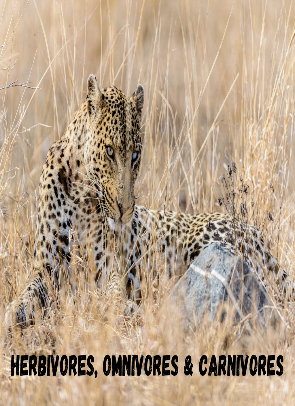 Herbivores, Omnivores, and Carnivores Unit Study 1 Herbivores, Omnivores, and Carnivores Unit Study