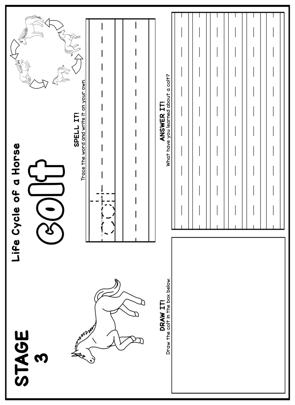 Horse Life Cycle Writing Prompt 4 Horse Life Cycle Writing Prompt - Image 4