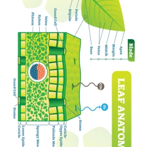 Leaf Anatomy Worksheet