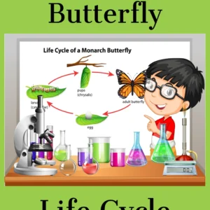 Butterfly Life Cycle