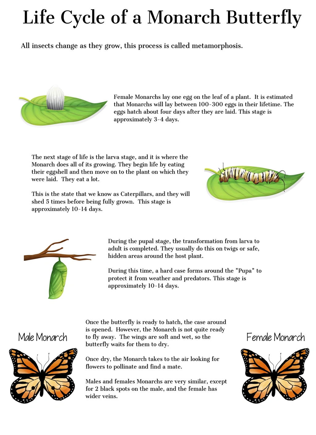 Butterfly Life Cycle 2 Butterfly Life Cycle - Image 2