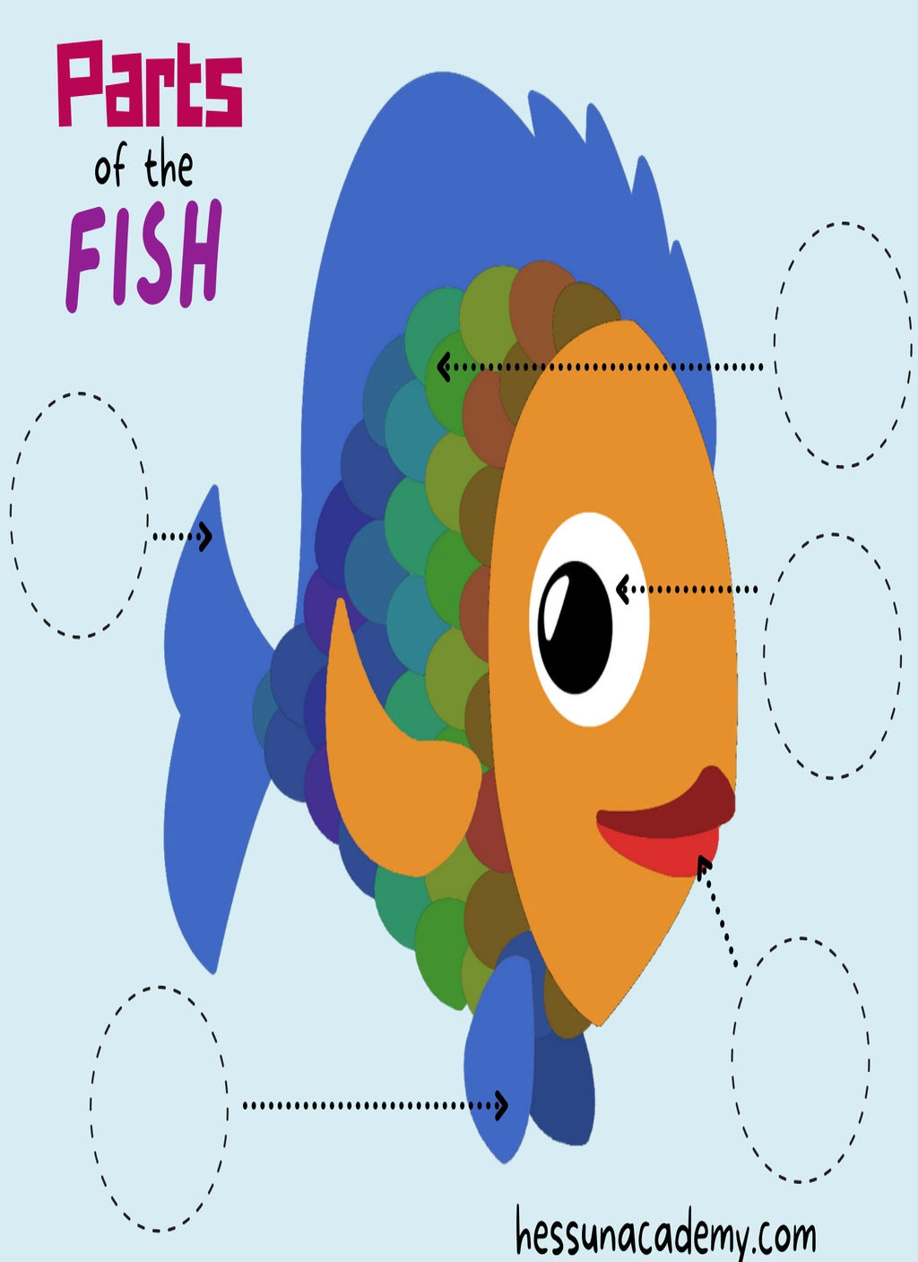 Parts of a Fish Activity Bundle 2 Parts of a Fish Activity Bundle - Image 2