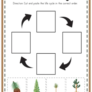 Pine Tree Investigation Activity Packet (STEM)
