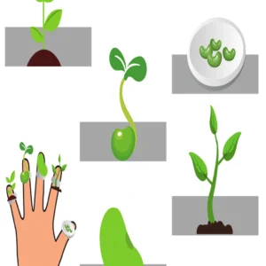 Plant Life Cycle Finger Puppets