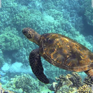 Sea Turtle Unit Study