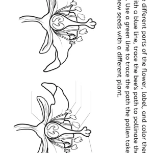 Parts of a Flower