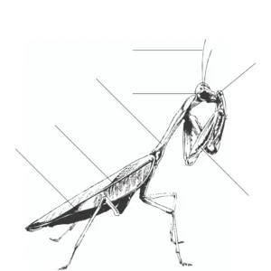 Parts of a Praying Mantis